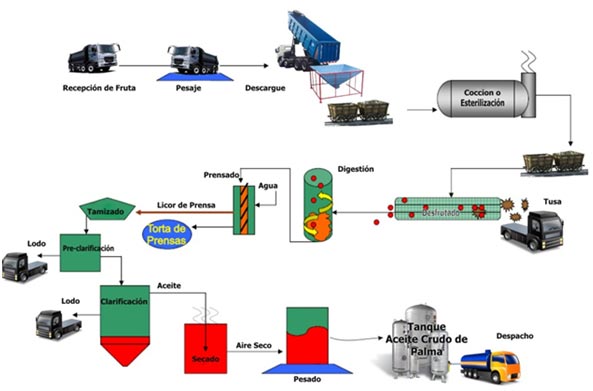 proceso productivo de extracción del aceite crudo de palma